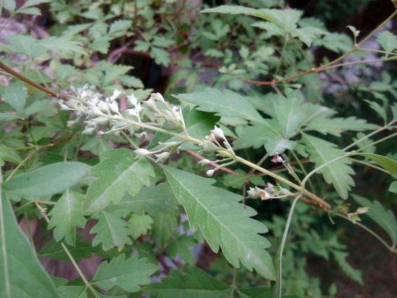 植物篇2 花朵与希腊女神 知乎