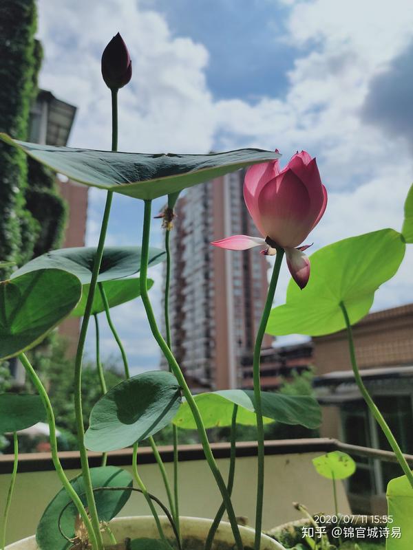 总结整理种植 碗莲 注意事项 知乎