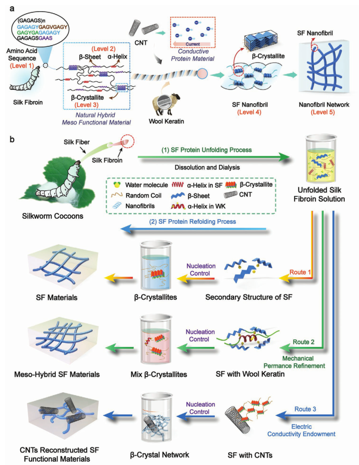 厦门大学刘向阳教授东华大学于伟东教授等联手am丝素蛋白的介观重建
