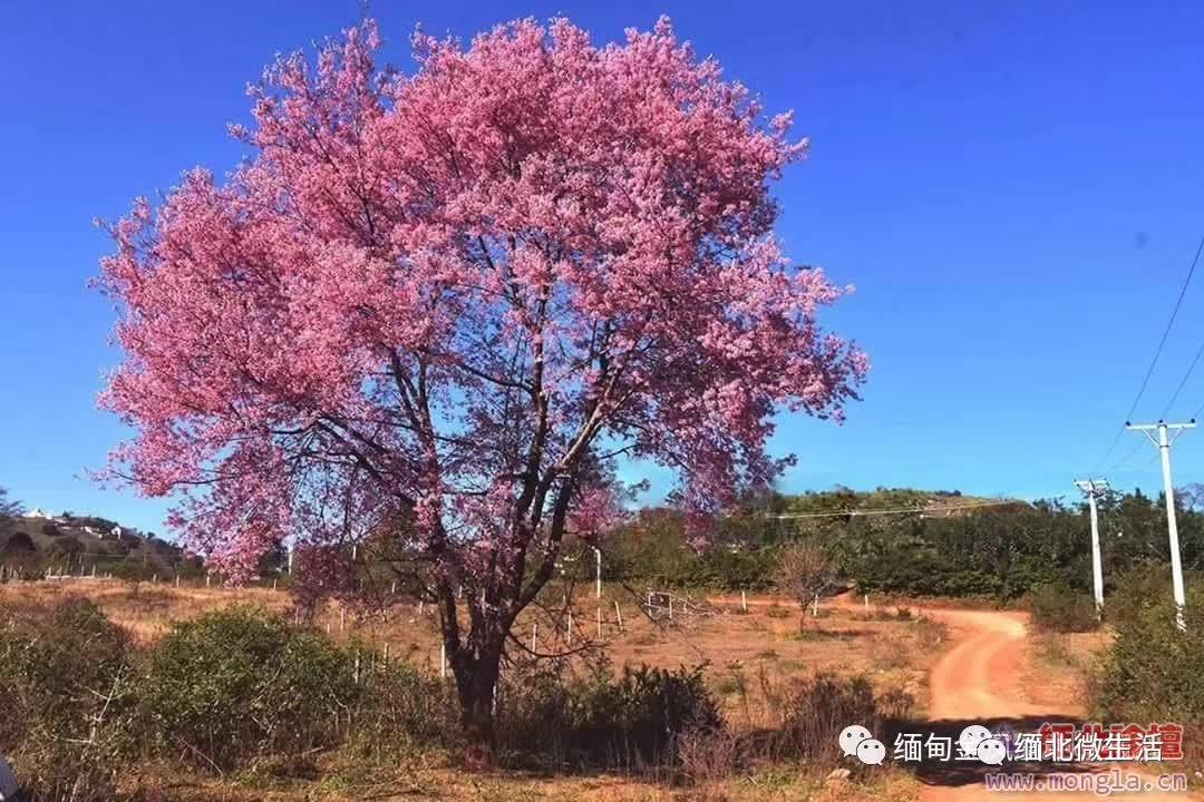 凉季的东枝美若仙境又一次惊艳了世界