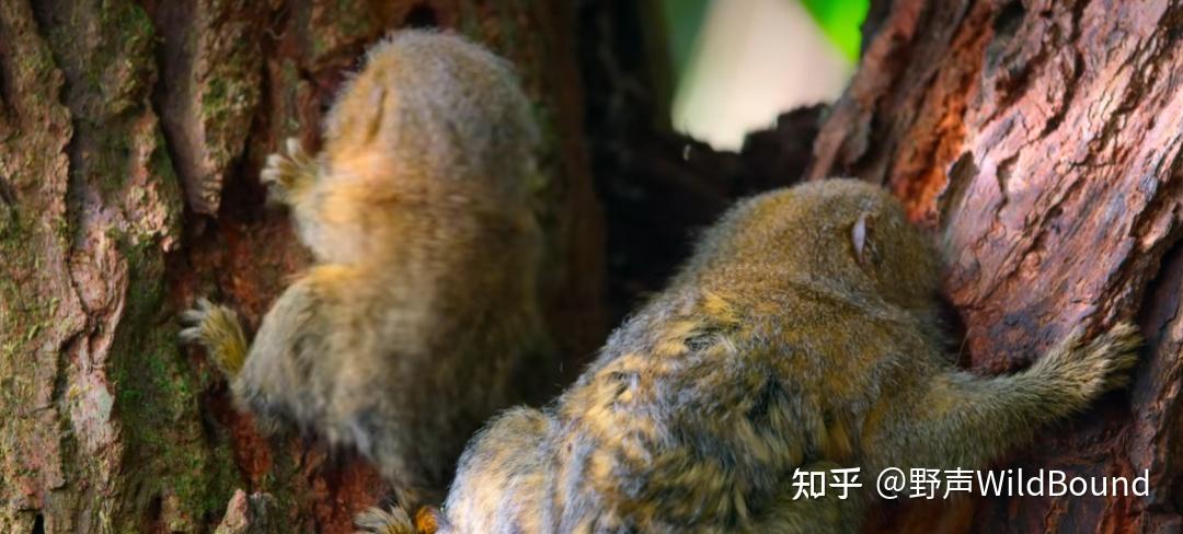 侏儒狨猴 | 手指大小的猴子如何有了“小小王国”? - 知乎