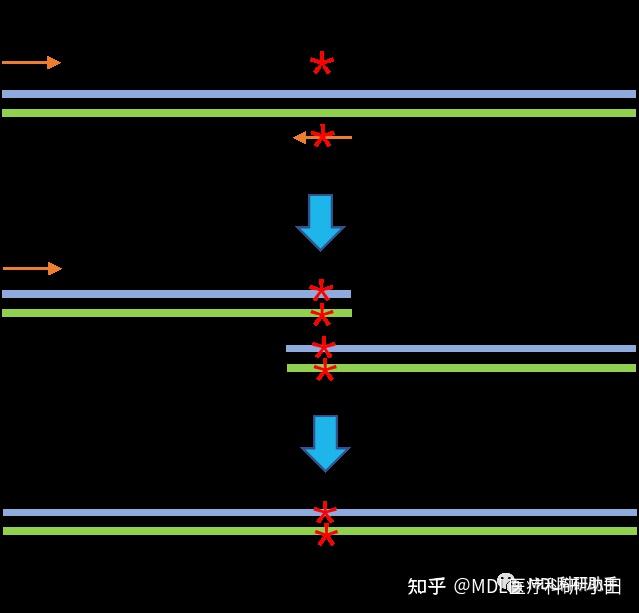 干货分享 | 常用PCR技术及原理 - 知乎
