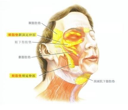 比“发福”更可怕的是“发腮”,你了解吗? - 知乎