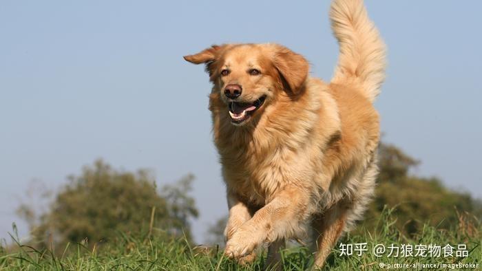狗狗币翻了多少倍了 v2-a817244bbfe02da5e8cec226c263045a_r.jpg