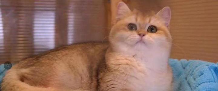 顽固性猫膀胱炎尿血彻底治愈的方法- 知乎