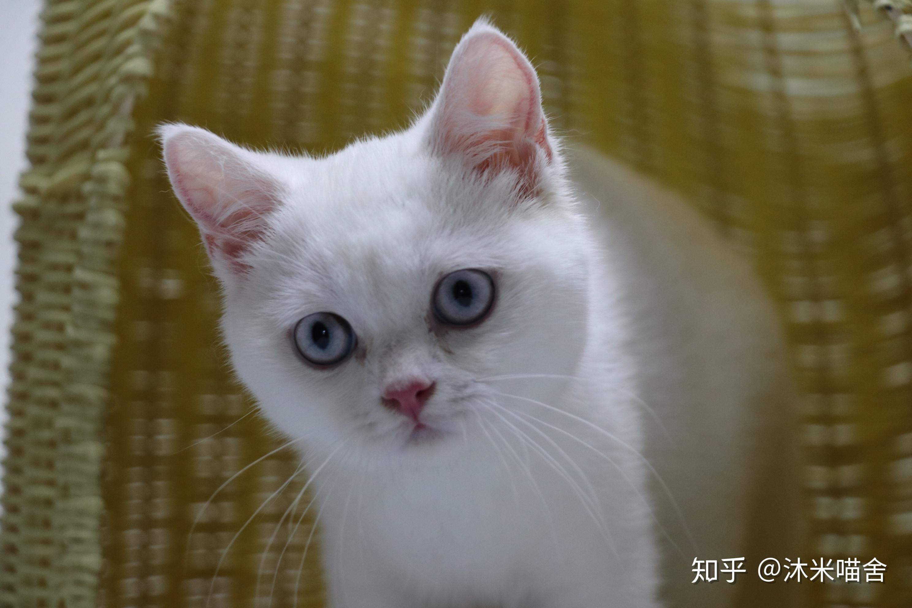 161英短纯白母五粉眼睛蓝色头无灰色毛