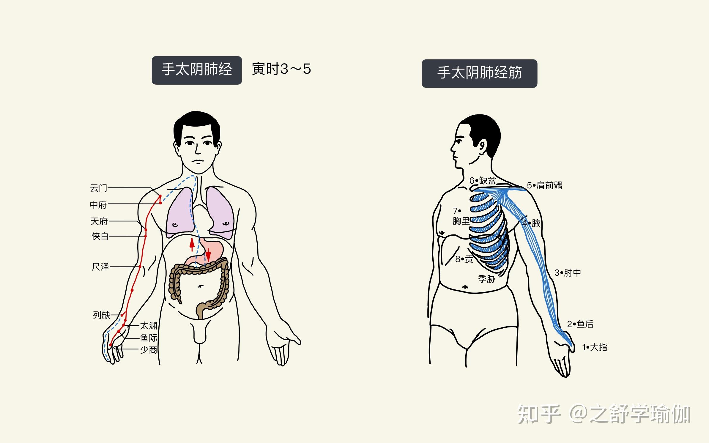 一,首先看看十二正經和十二經筋:61 手太陰肺經,《探索瑜伽理療的