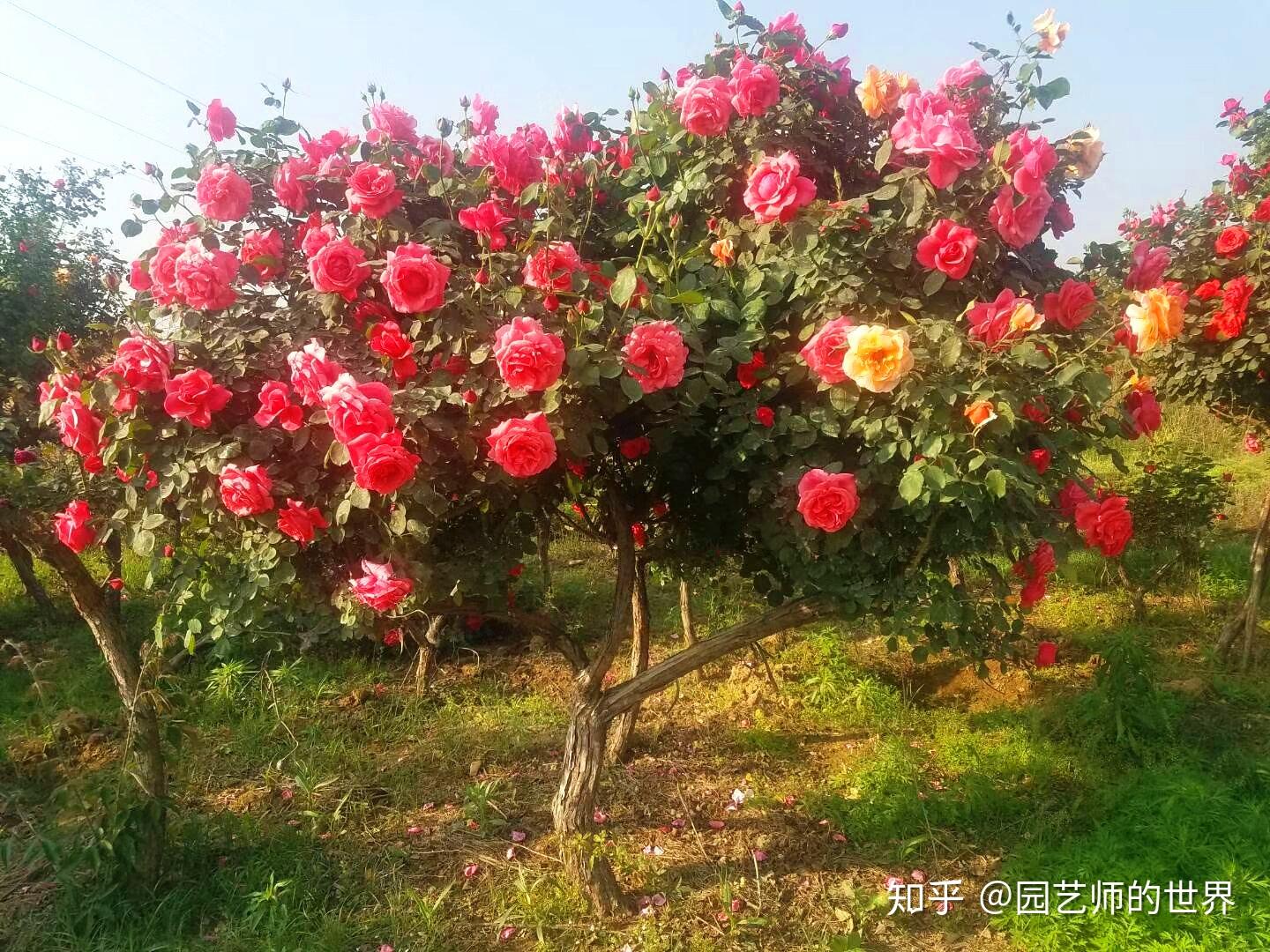 v2-a832ca2bff0eef8f0e7a186dfb4d04b9_r.jpg