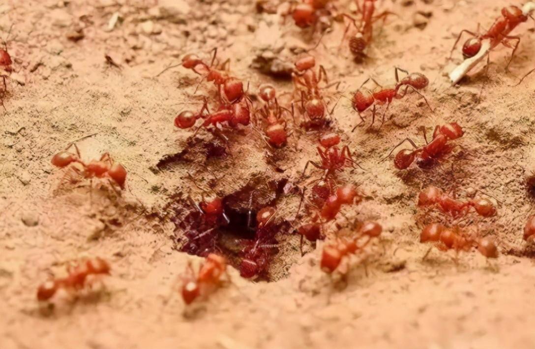 入侵物种揭秘地表最恐怖的红火蚁