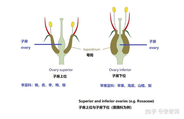 蔷薇科花卉分亚科检索表 写出蔷薇科的亚科检索表 太阳网络