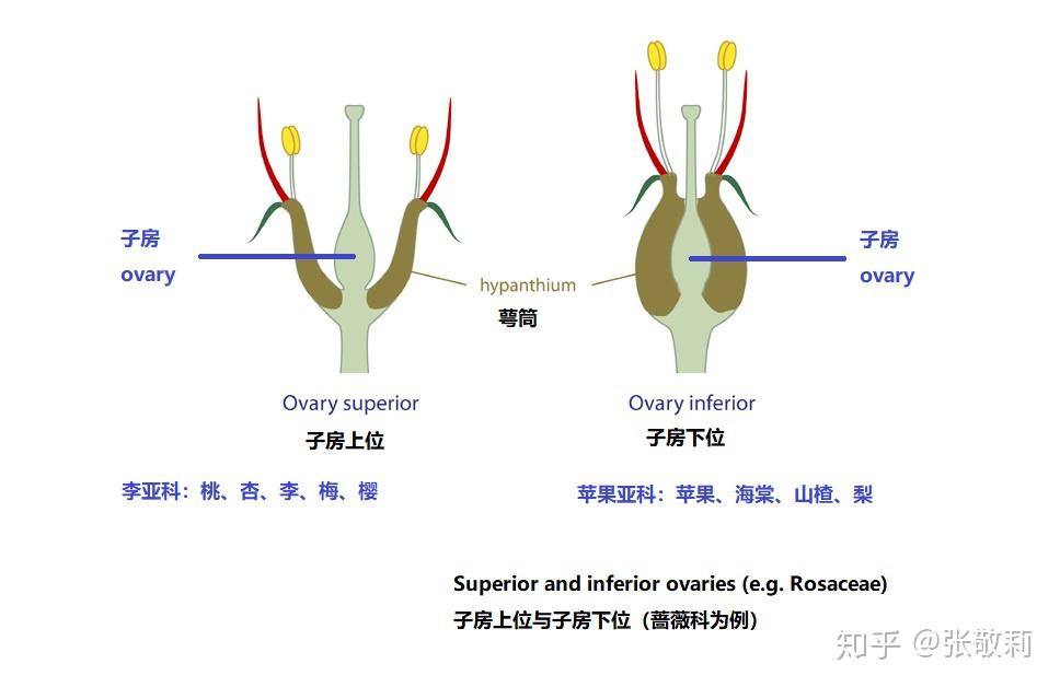 蔷薇科花卉分亚科检索表