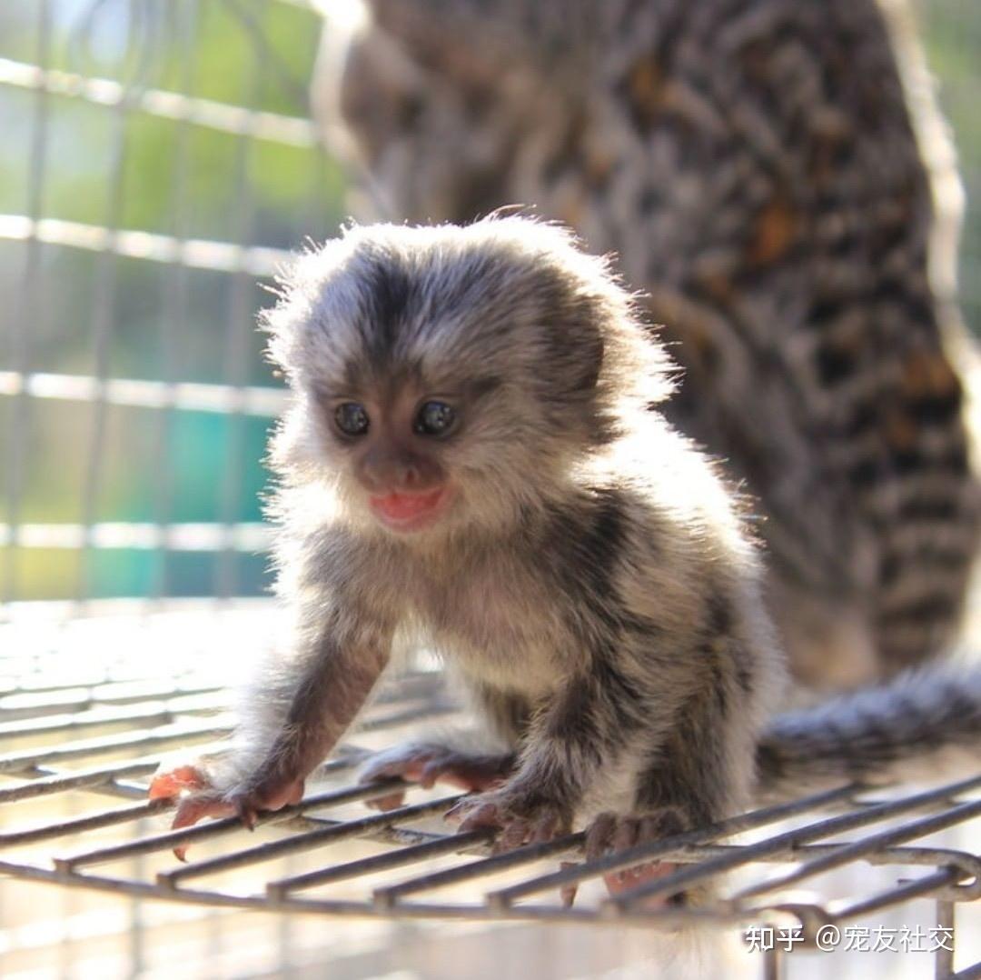 宠友社交侏狨pygmymarmoset