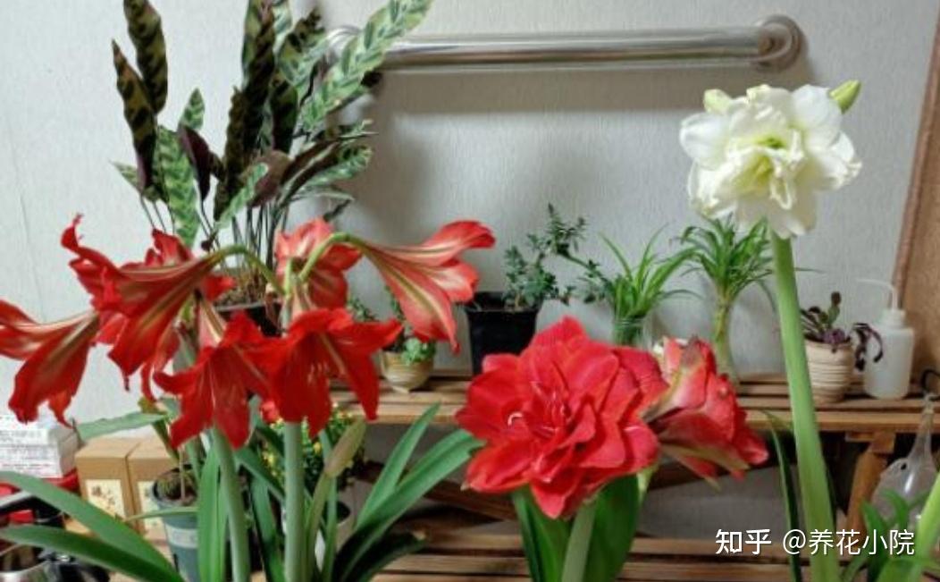 3种球根花，开花漂亮又好养，适合新手 - 知乎