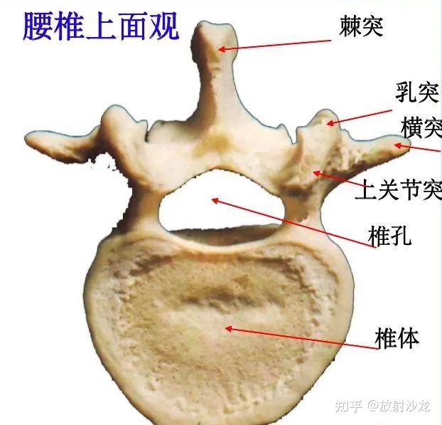 计数椎骨的标志图片