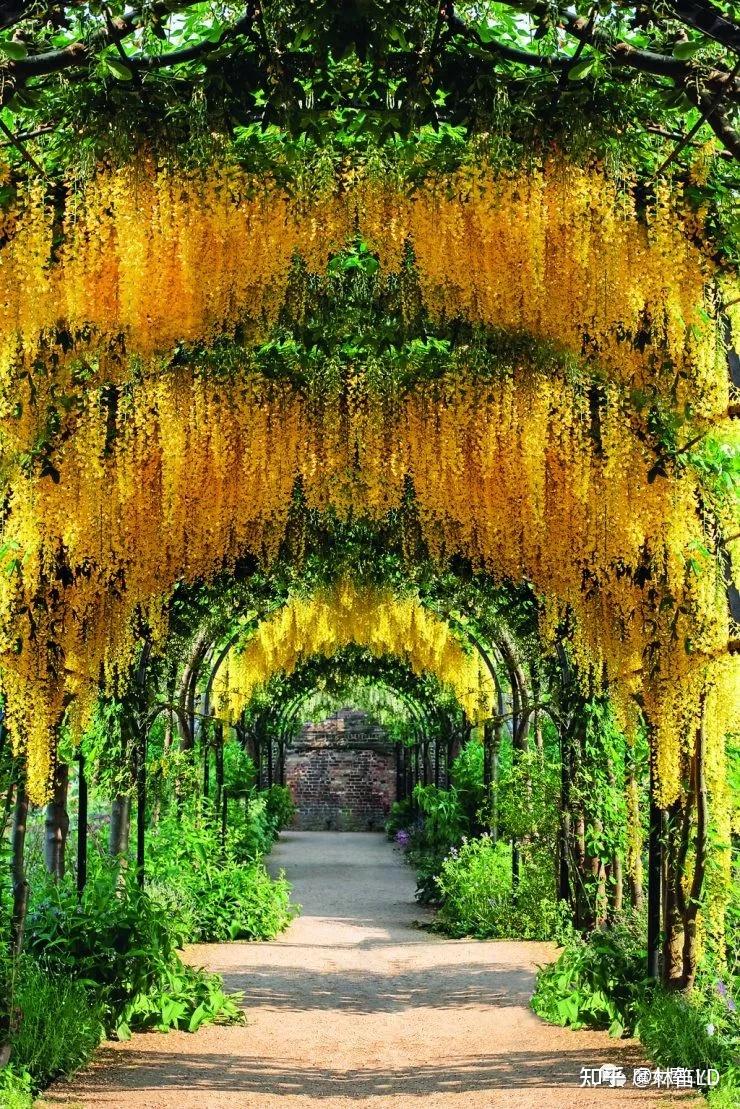 植物百科——那些开起花来惊艳你的树! - 知乎
