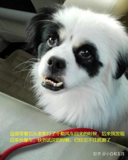 v2-a849be3f9bd4c3fa32bc6945d5c2104a_r.jpg