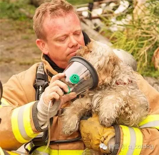 消防员和小动物最友爱的15个瞬间!