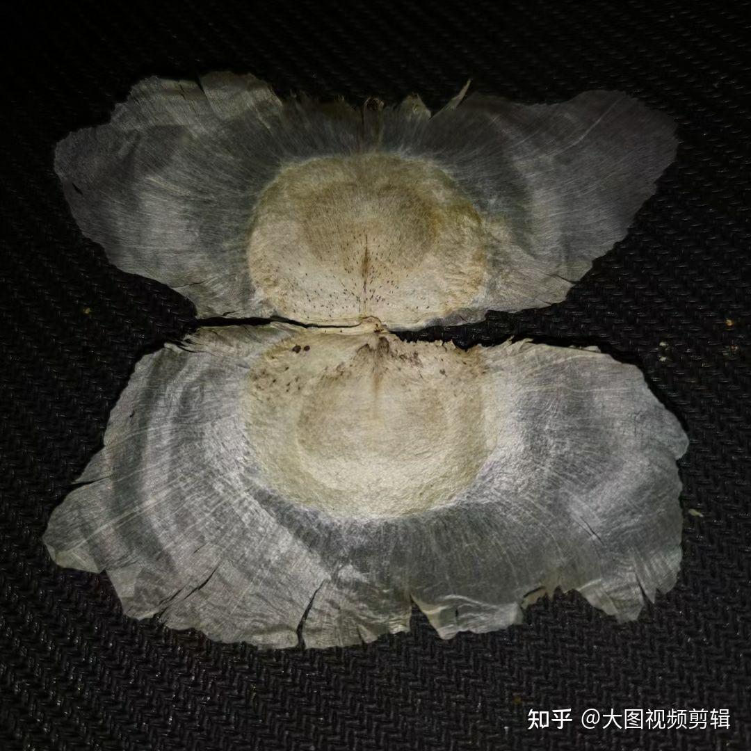 67取名木蝴蝶是因为其种子形似蝴蝶,又因其周翅薄如纸,故有千张纸之