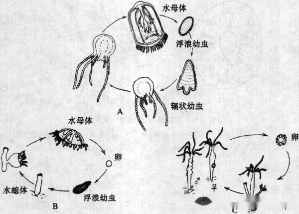 【动物界全系列】刺胞动物门—水螅纲 - 知乎