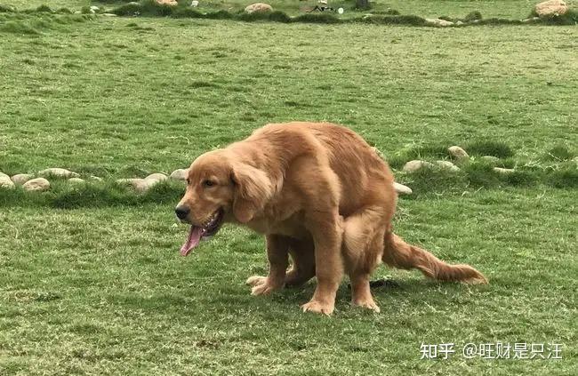 狗狗“定点大小便”训练篇:不想家里臭烘烘,看这里 - 知乎