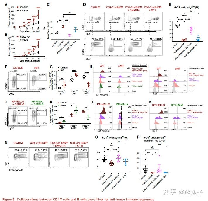 Cell丨肿瘤新生抗原驱动的B 细胞与CD4 T滤泡辅助细胞协同促进抗肿瘤CD8 T细胞反应 - 知乎