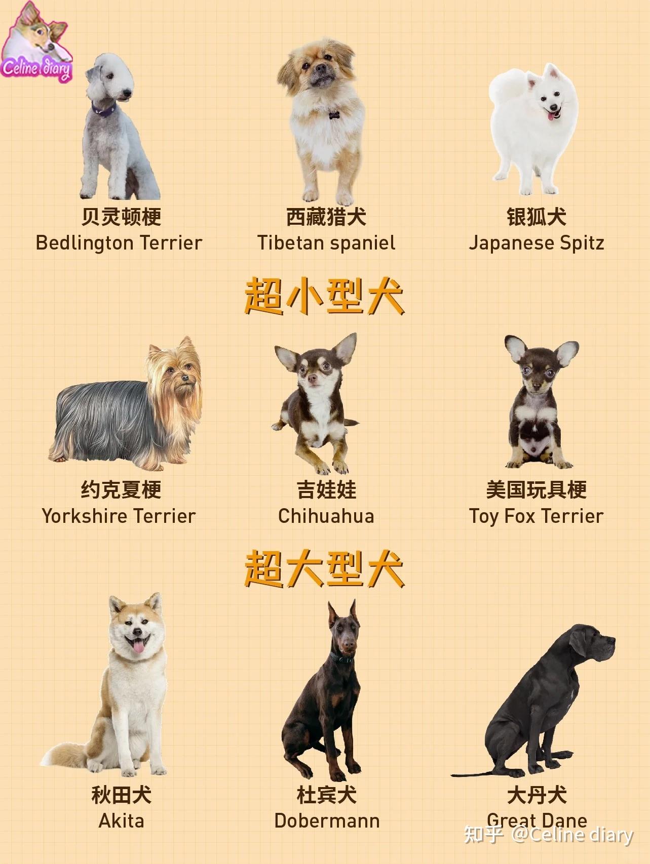 收藏 大中小型犬如何分类?看这一篇就够了 - 知乎