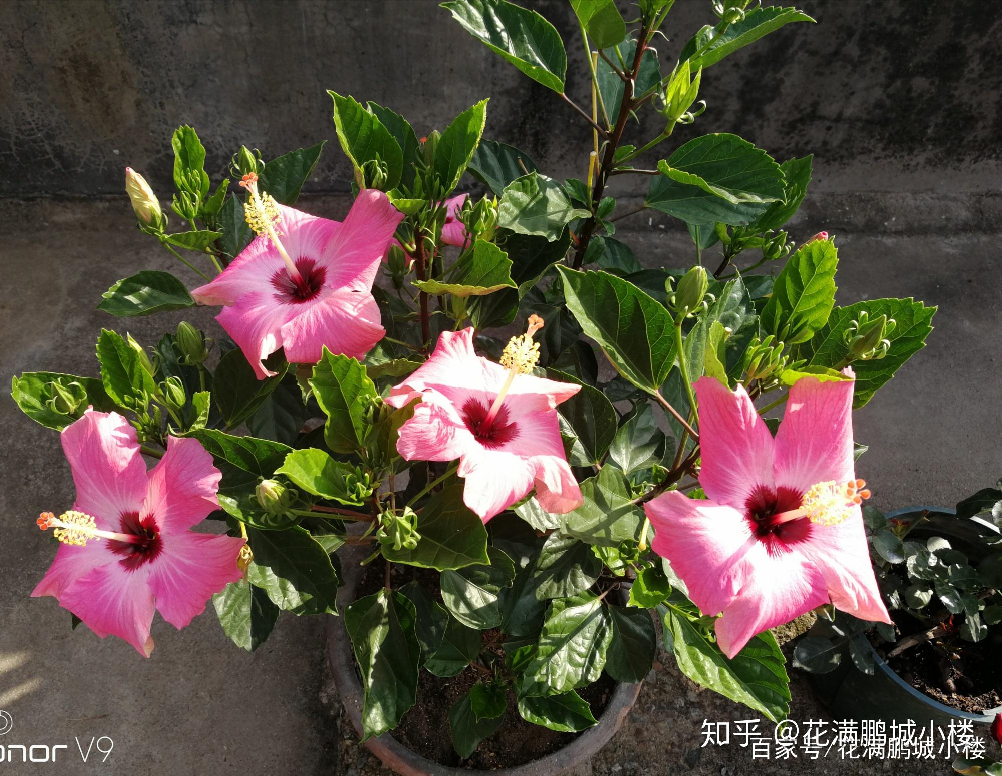 朱瑾花——花大艳丽又皮实耐晒 - 知乎