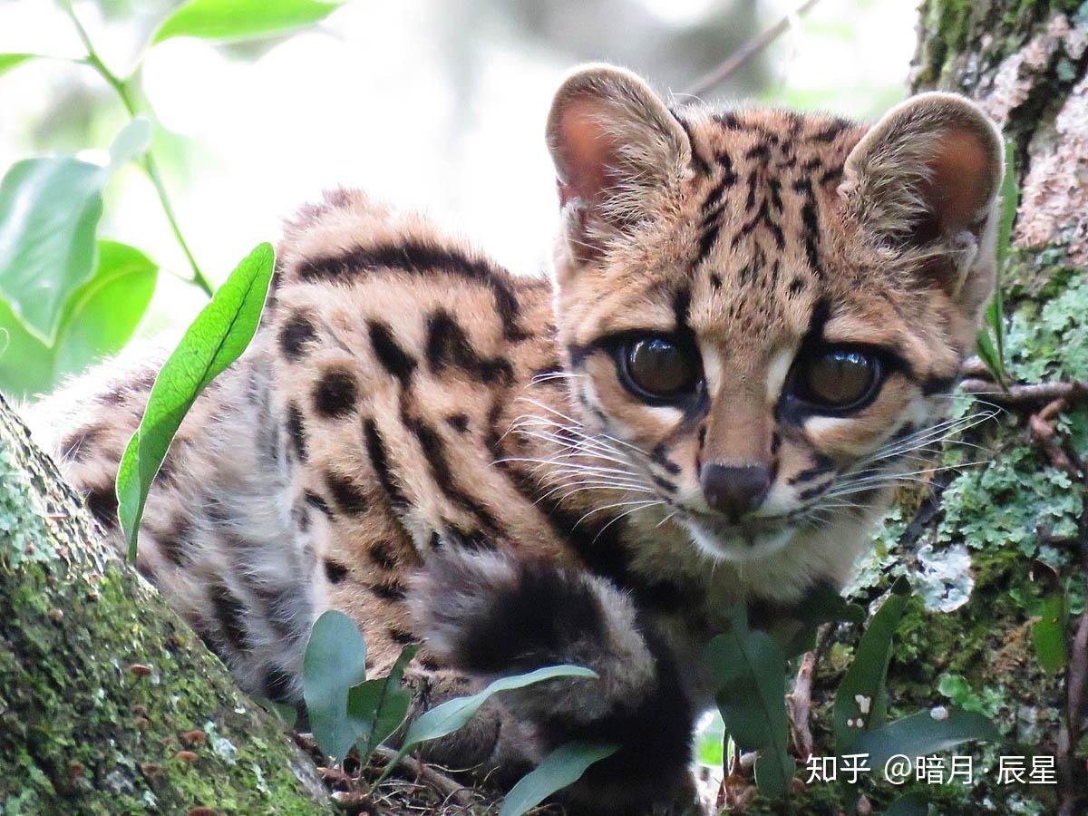 与名字相同,长尾虎猫的尾巴,按比例来说是最长的,稍长于后腿,这是它最