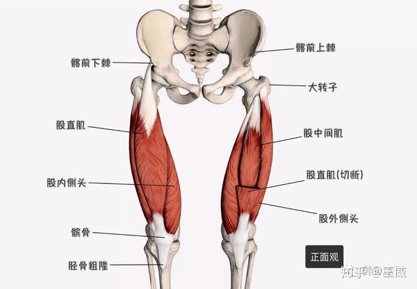 大腿正面的肌肉图片