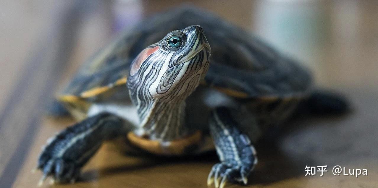 按价格排序常见观赏龟类推荐（水龟篇） - 知乎