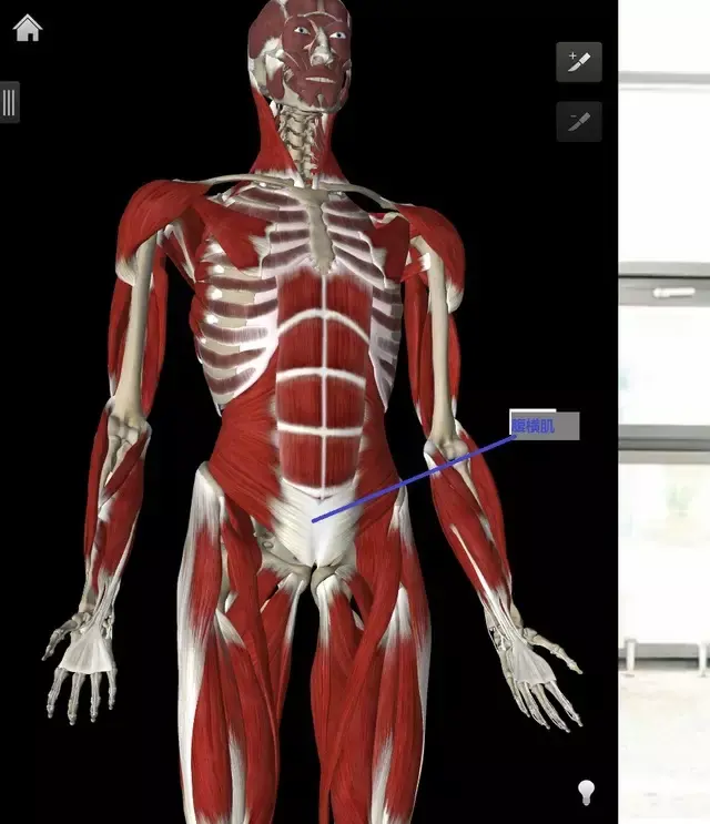 核心肌群之腹横肌训练