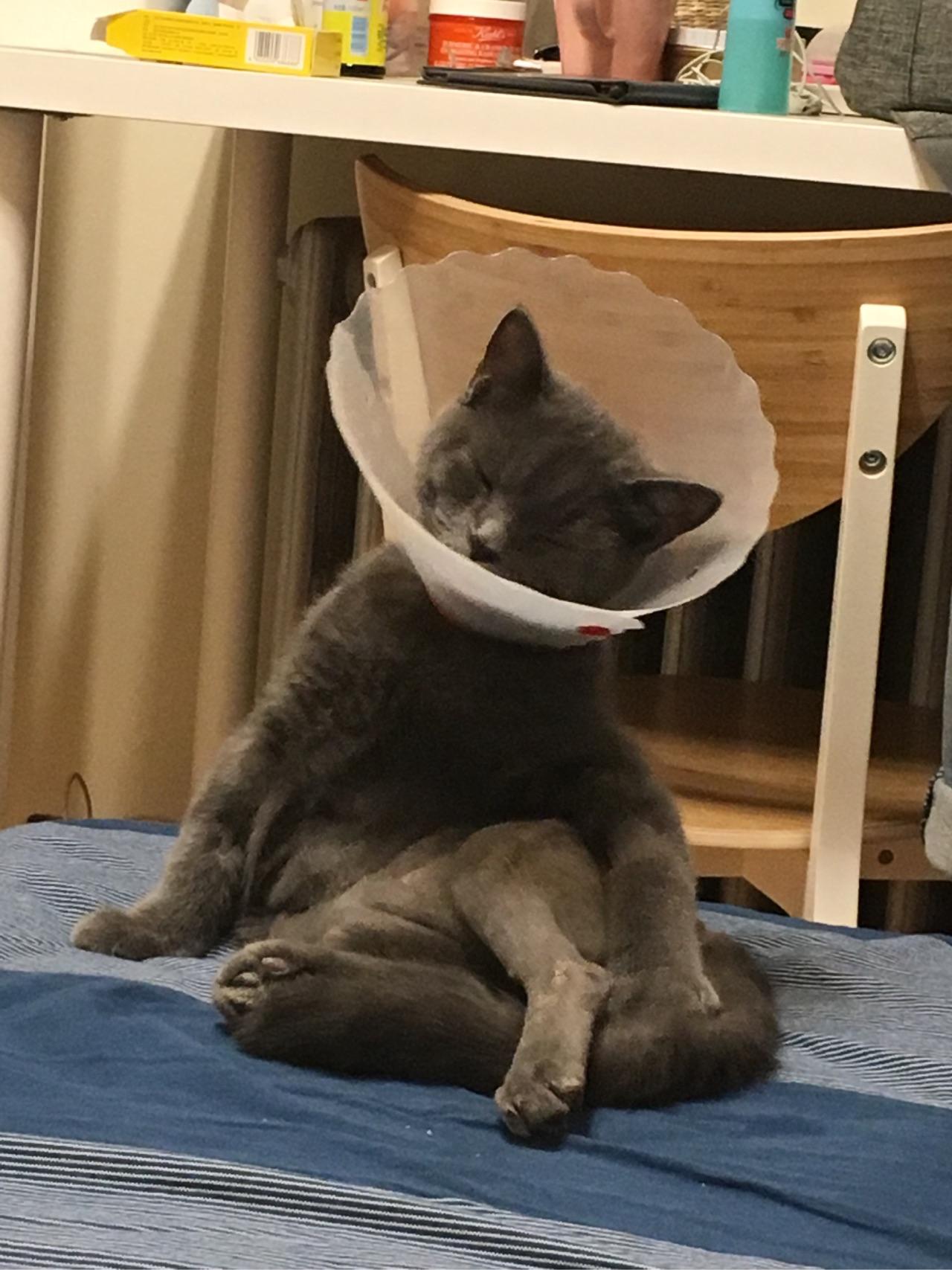 养一只不粘人的猫是什么体验?