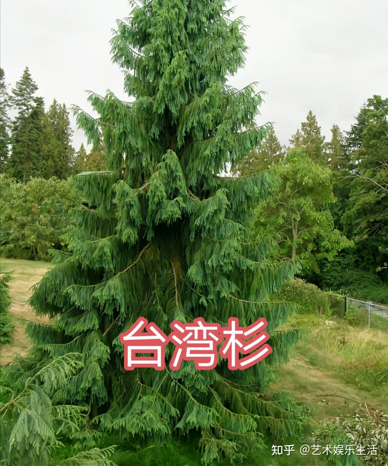 12种杉科植物，典型代表是116米高的北美红杉和5000多岁的巨杉 - 知乎