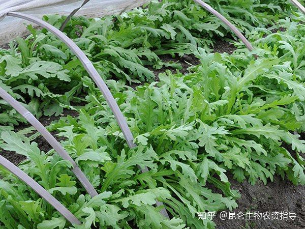 茼蒿的種植技術與管理種植茼蒿怎麼施肥產量高