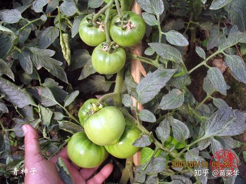 柿子漆染布，再现植物染之美 - 知乎