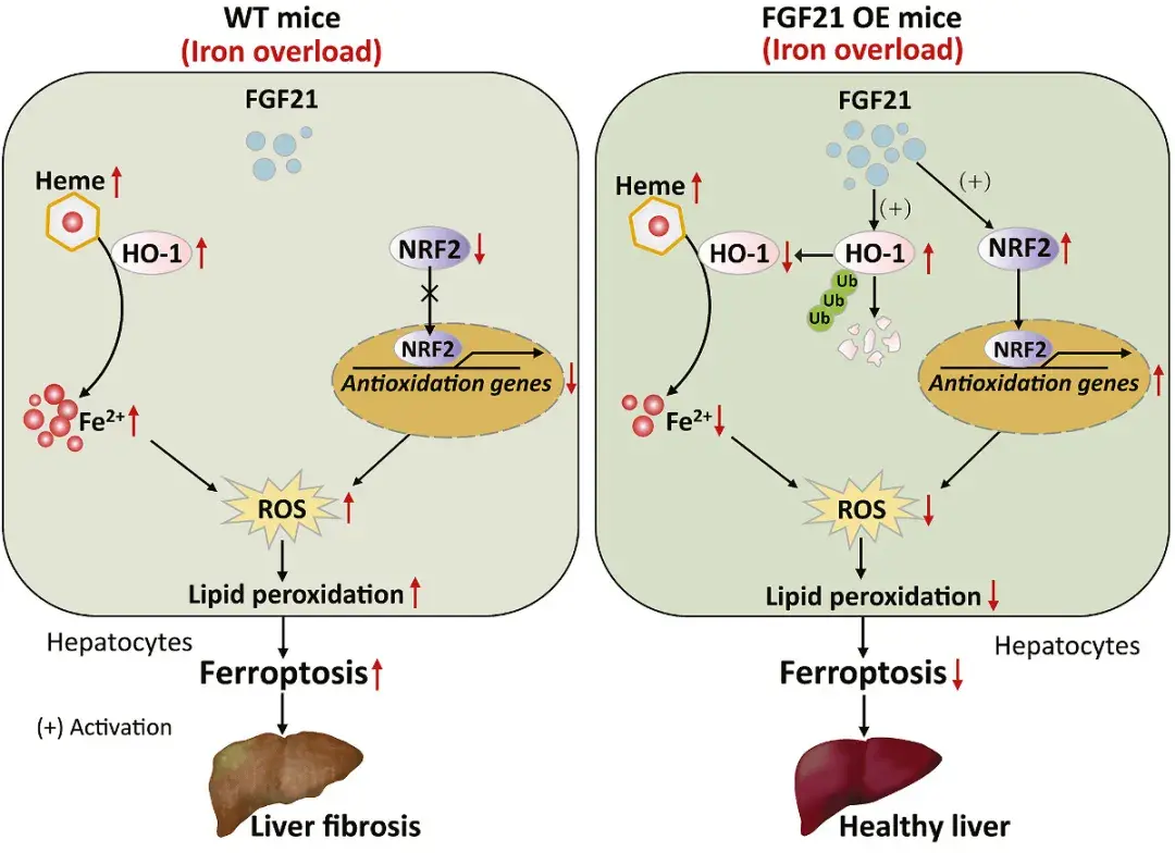 redox-biol-fgf21