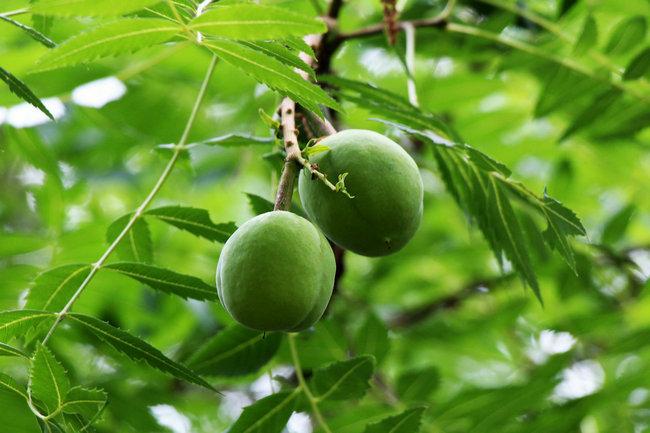 北方提取生物柴油的最佳木本原料植物——文冠果植物非试管高效快繁技术快繁文冠果 - 知乎