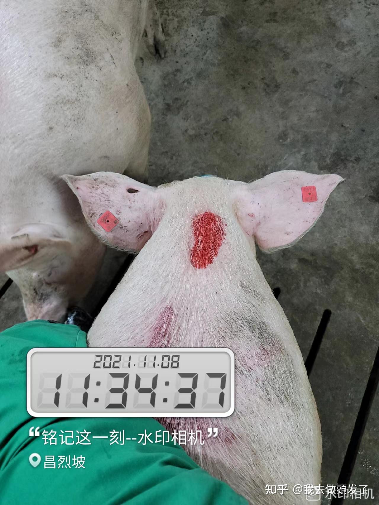 养猪场生猪养殖技术 - 知乎