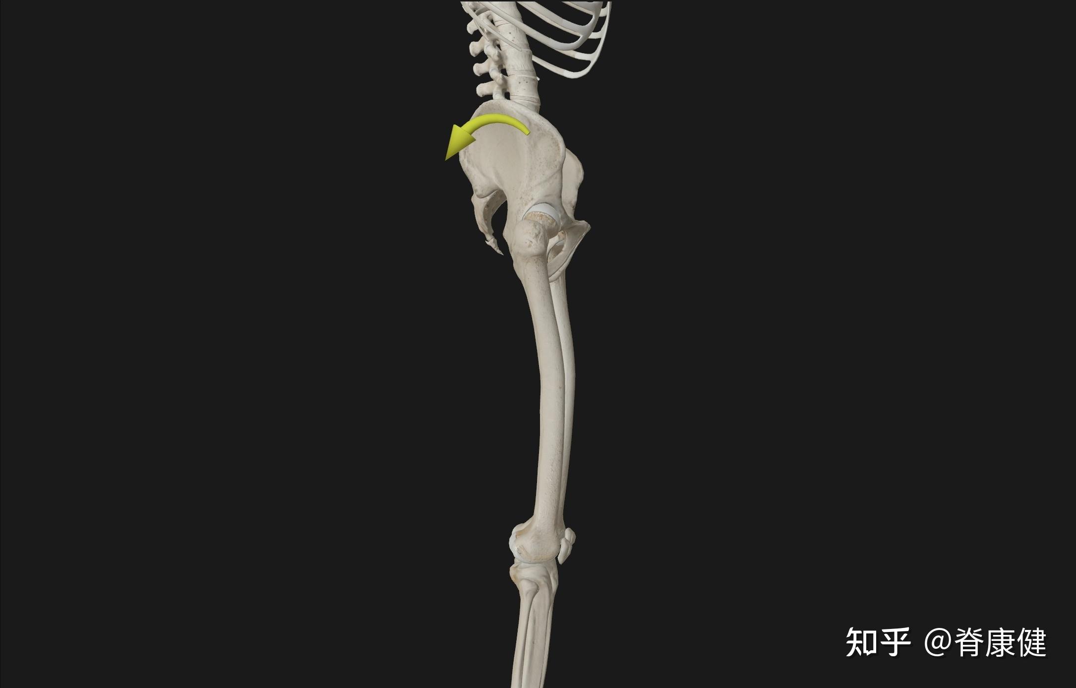 4种骨盆歪斜的矫正动作 - 知乎