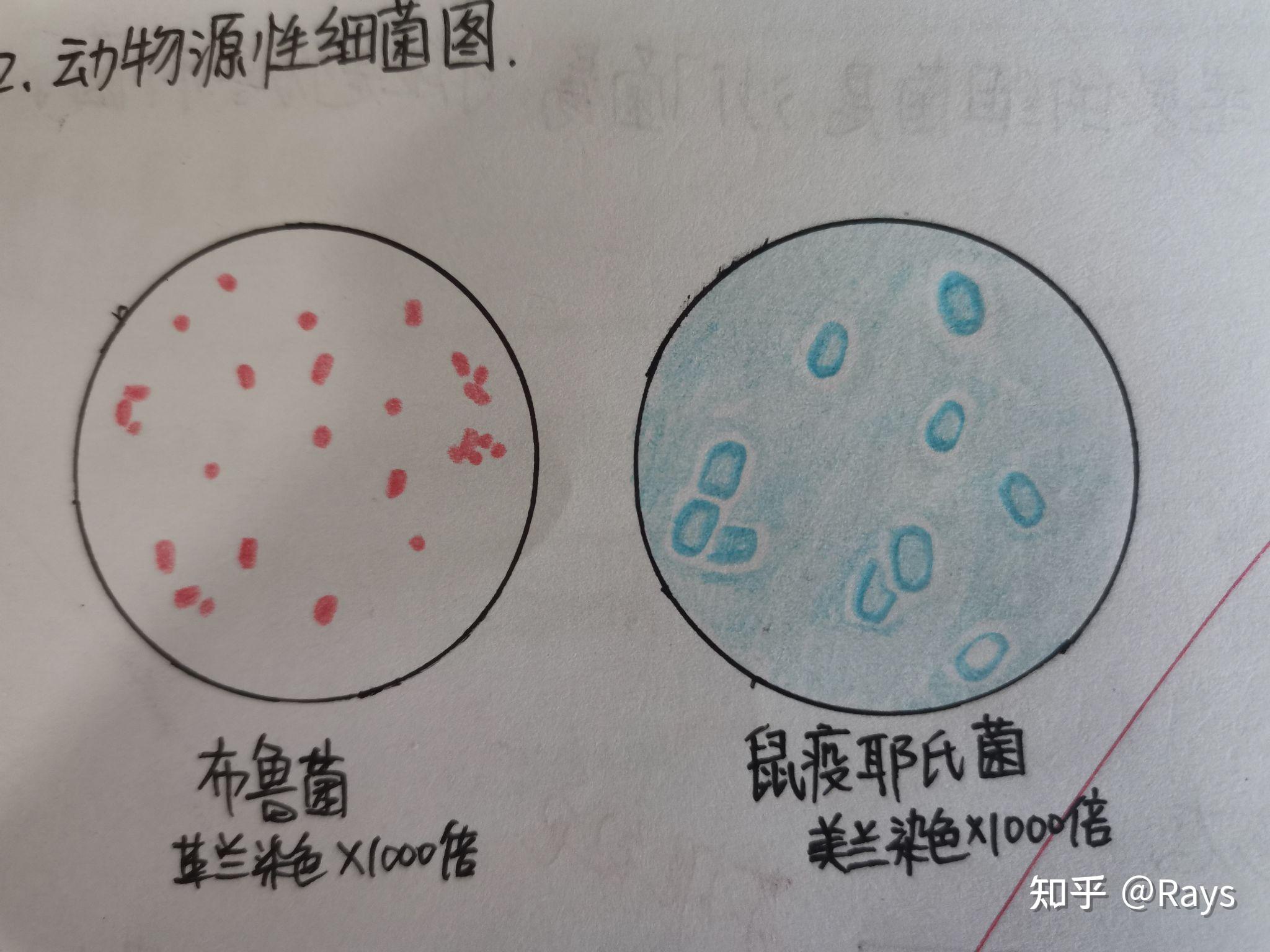 霍乱弧菌学生手绘图图片
