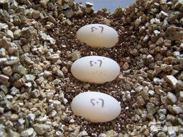 黄缘蛋蛋的孵化