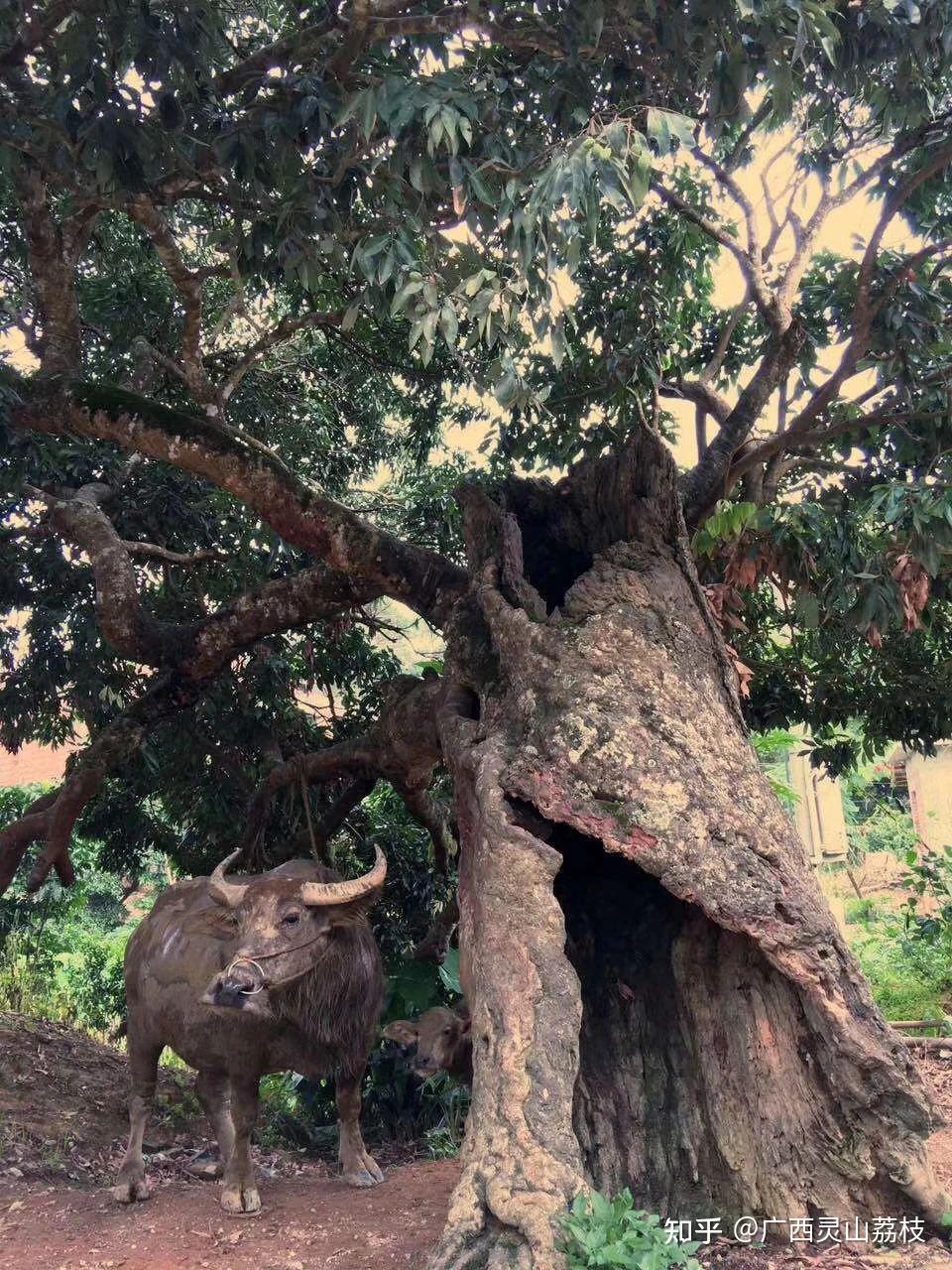 广西灵山县千年荔枝树图片