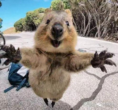 微笑的短尾矮袋鼠,世界上最开心的萌物