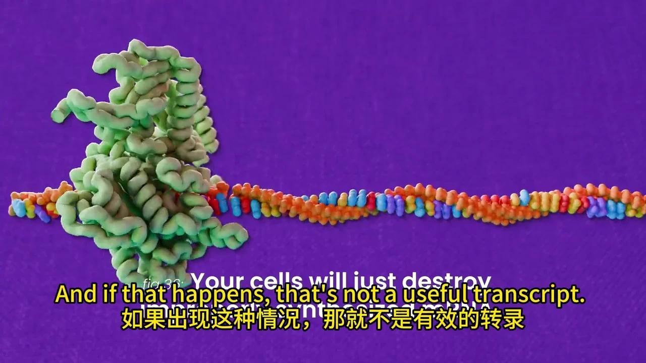彻底解密DNA转录与mRNA剪接:动画揭秘生物学奥秘 - 知乎