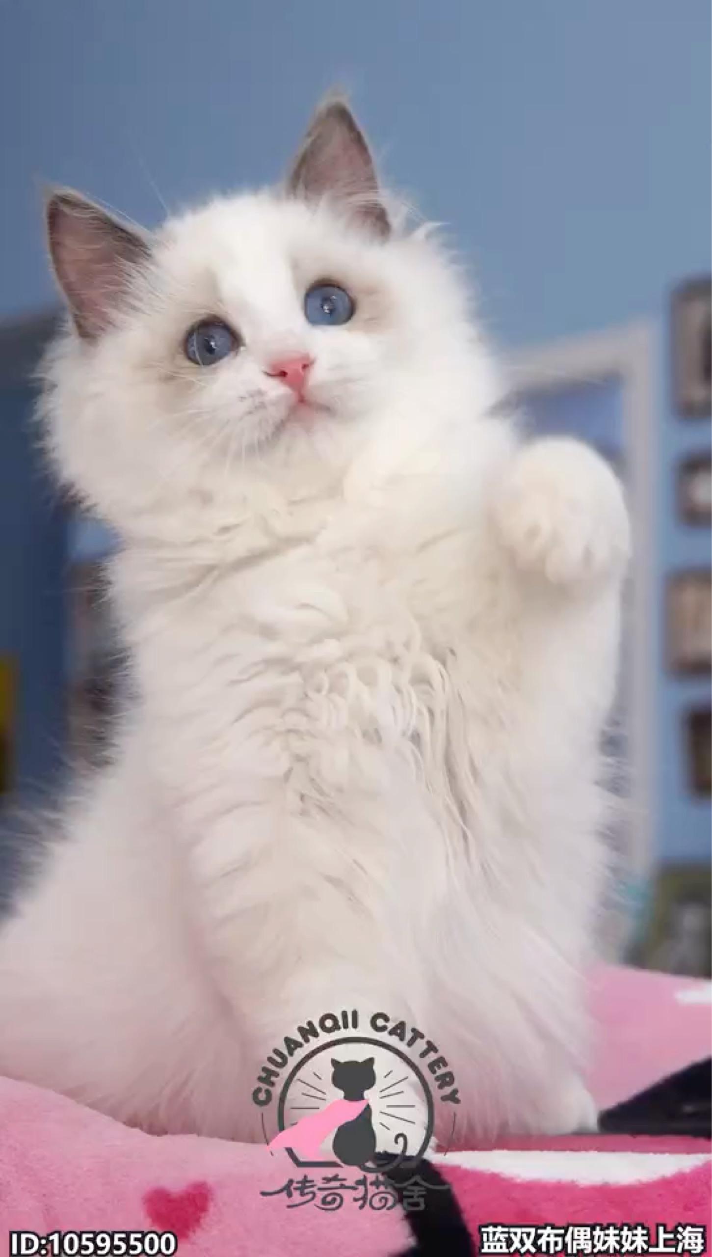 67关注呐,3500的品相 发布于 18 小时前 · 191 次播放布偶猫柴犬