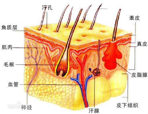 平时受伤会出很多血 为什么医生做手术切开的皮肤不会流血 知乎