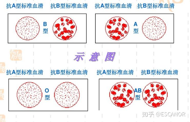 利用玻片法鉴定abo血型34血细胞分为:红细胞(rbc),白细胞
