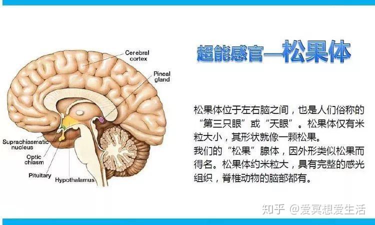 开启松果体的巨大危害图片