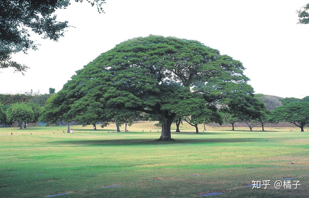 世界上真的存在多维空间吗真的存在代表人们健康的生命树吗