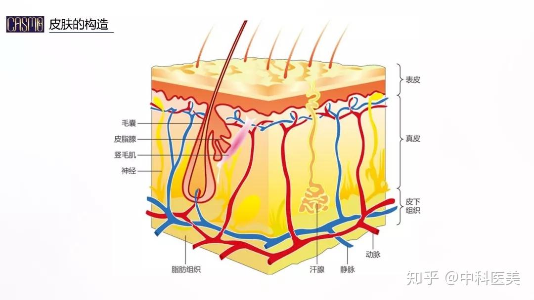 人体皮肤的作用 - 知乎